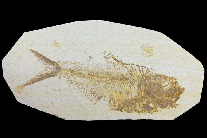Fossil Fish (Diplomystus) - Green River Formation #119521
